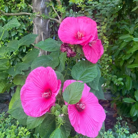 Apartament Argisht Luxury 4 Pools Złote Piaski