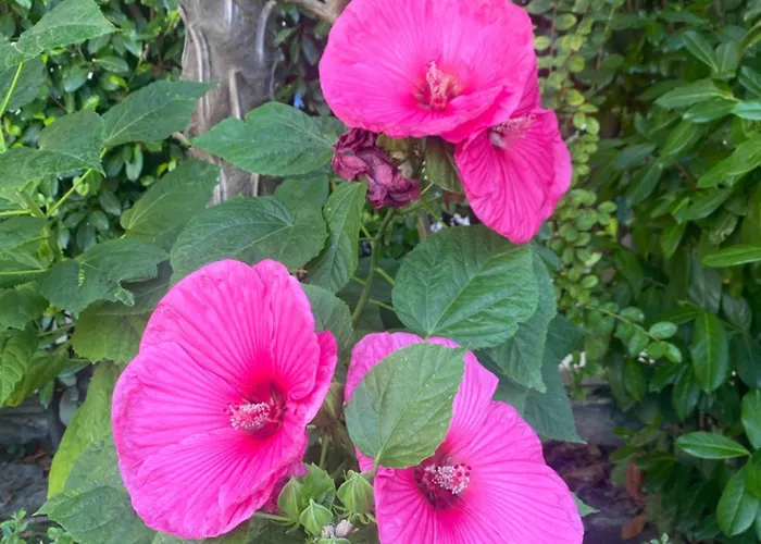 Apartment Argisht Luxury 4 Pools Goldstrand